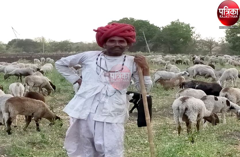 लॉकडाउन : दस हजार भेड़पालकों के सामने खड़ा हुआ रोजी-रोटी का संकट, फाकाकशी जैसे हालात