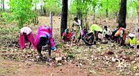Wildlife: Livelihood seen in tendu leaves and pickles as Mahua departs