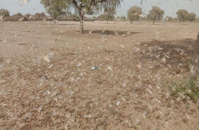 उदयपुर व सिरोही पहुंची टिड्डी, अब गुजरात में प्रवेश का खतरा