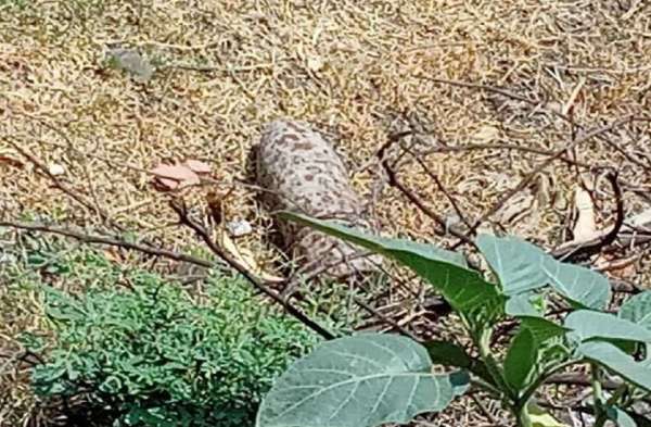 सैन्य क्षेत्र के नजदीक बम मिलने से हड़कंप