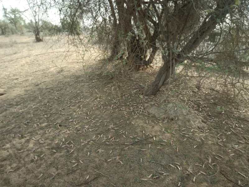 खेतों पर रोज हमले, नियंत्रण से बाहर होती टिड्डी