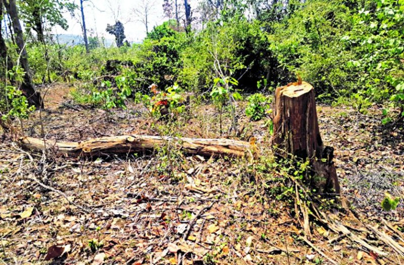 Due to inaction of forest department, continuous cutting of teak trees in the forest