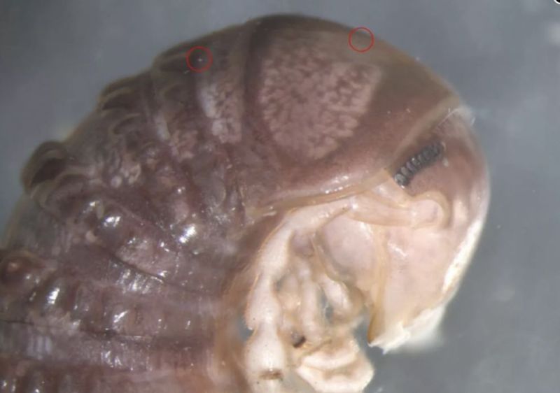 कोरोना वायरस के बाद अब वैज्ञानिकों ने सोशल मीडिया पर फंगस की नई प्रजापति खोजी, नाम दिया 'ट्रोग्लामीज़ ट्विटरी वायरस'