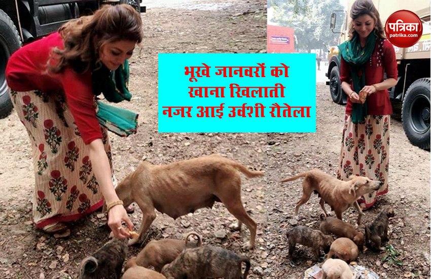 Urvashi Rautela feeding food to unruly animals