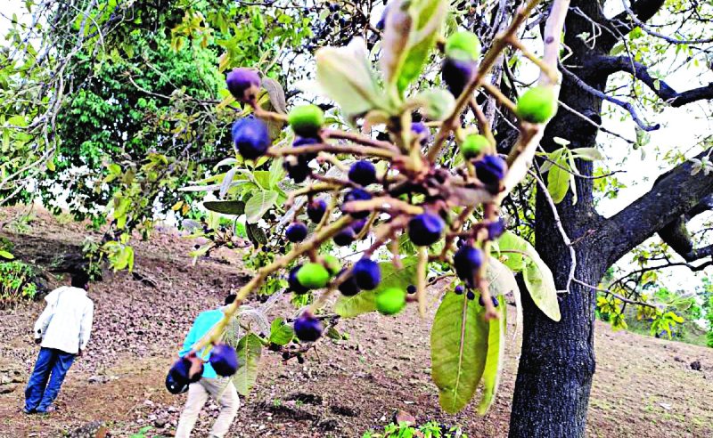 Good news: Asia's largest market will make Lakhpati forest dwellers