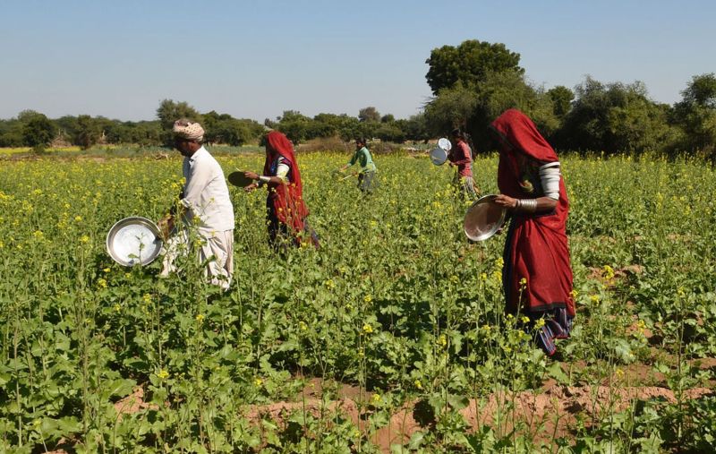 किसान इस तरह थालियां बजाकर टिड्डी दल को खेतों से भगा सकते है।