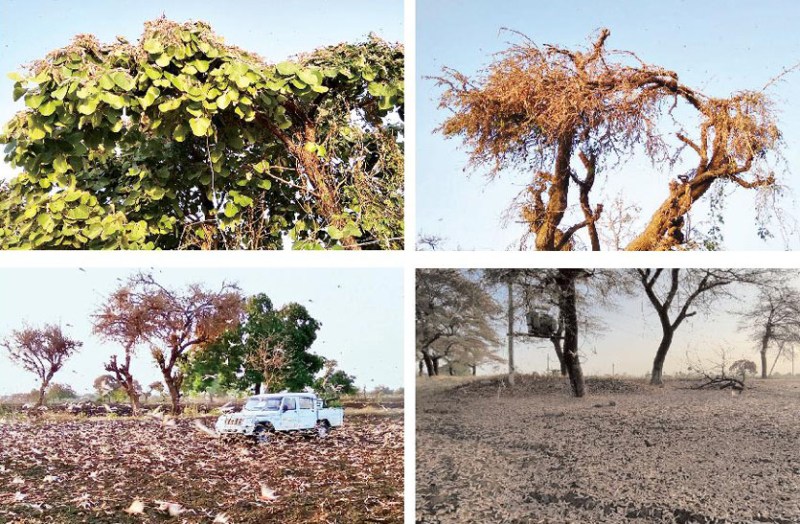 The tree that the locust was sitting on destroyed that tree
