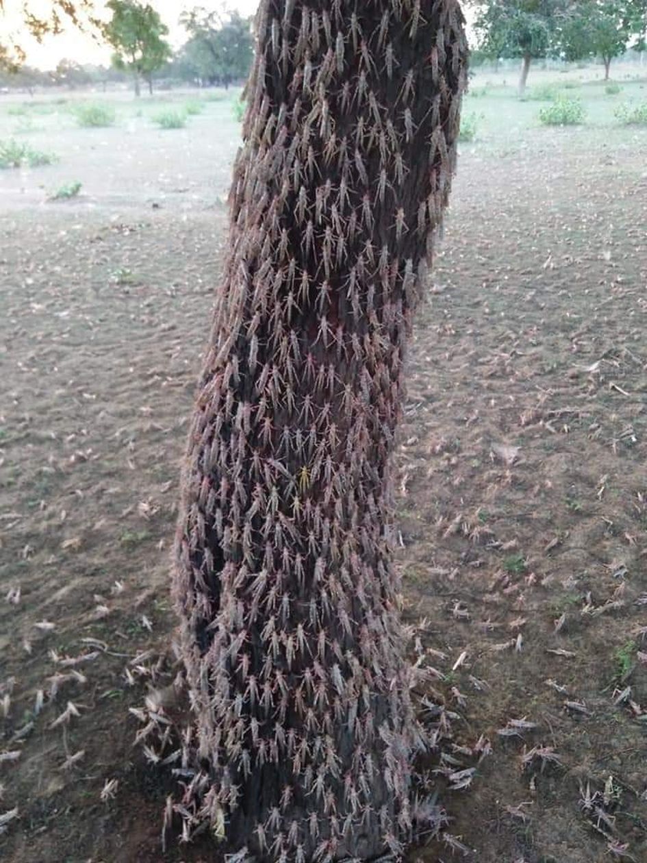 Locusts entered Pakistan from Pakistan, knocking in several villages in the district