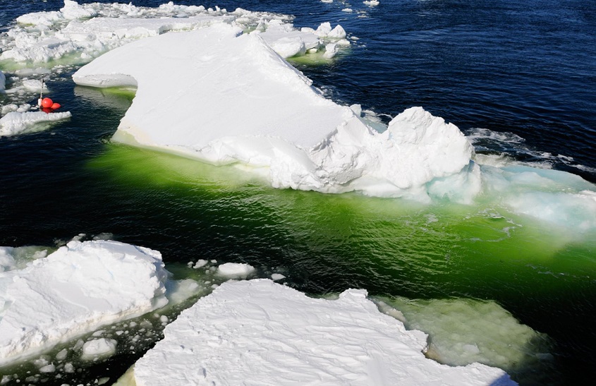 अंटार्कटिका की बर्फ हो रही हरी, अंतरिक्ष से भी दे रही दिखाई