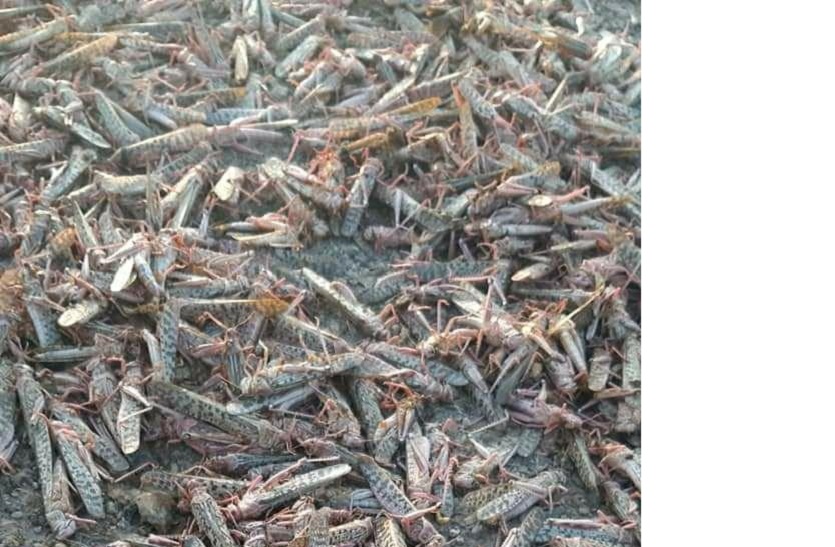  Locust party reached MP border through Ranthambore forest