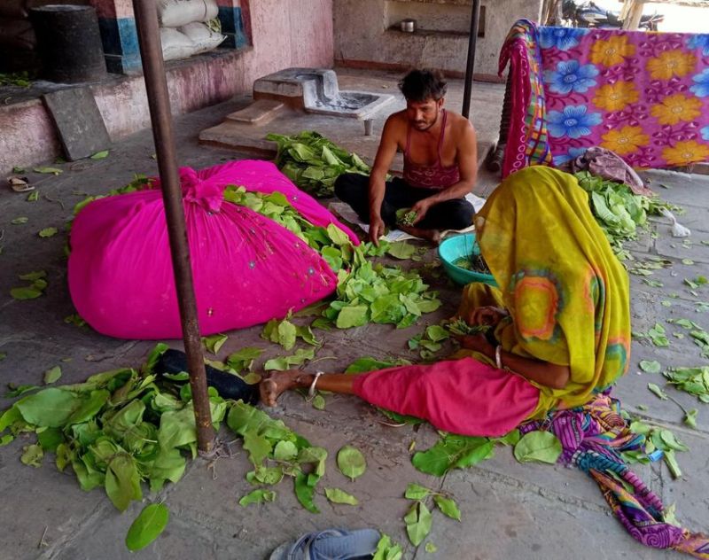 गरीब तबके के लिए रोजगार का माध्यम बना तेंदूपत्ता तुड़ाई कार्य