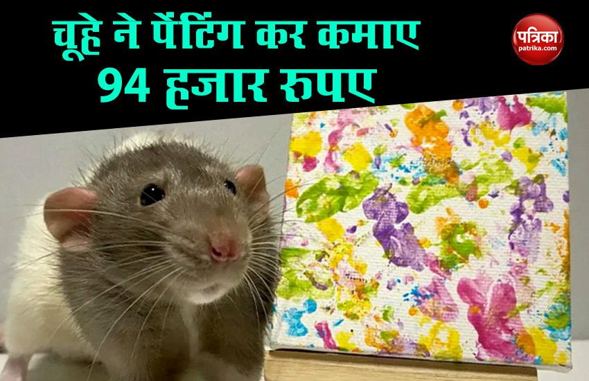 Painter Rat