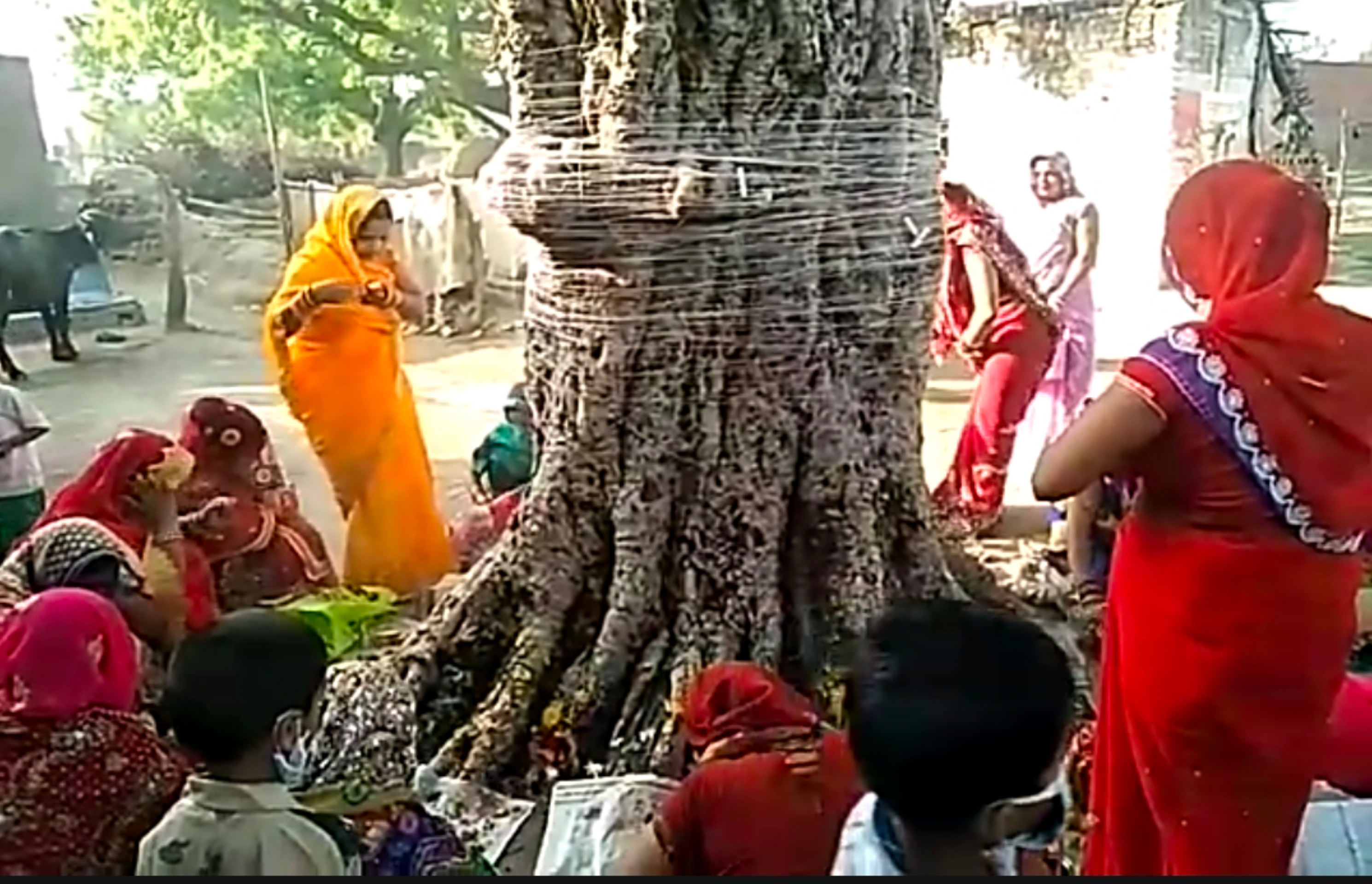 रायबरेली में पत्नियों ने अपने पतियों की लंबी उम्र के लिए वट वृक्ष के नीचे बैठकर की पूजा अर्चना, इस वट वृक्ष पूजा का है पुराना इतिहास
