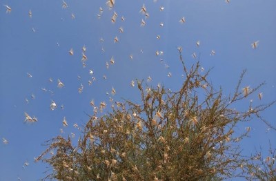 नागौर से सीकर होते हुए हरियाणा बॉर्डर पर पहुंचा टिड्डी दल