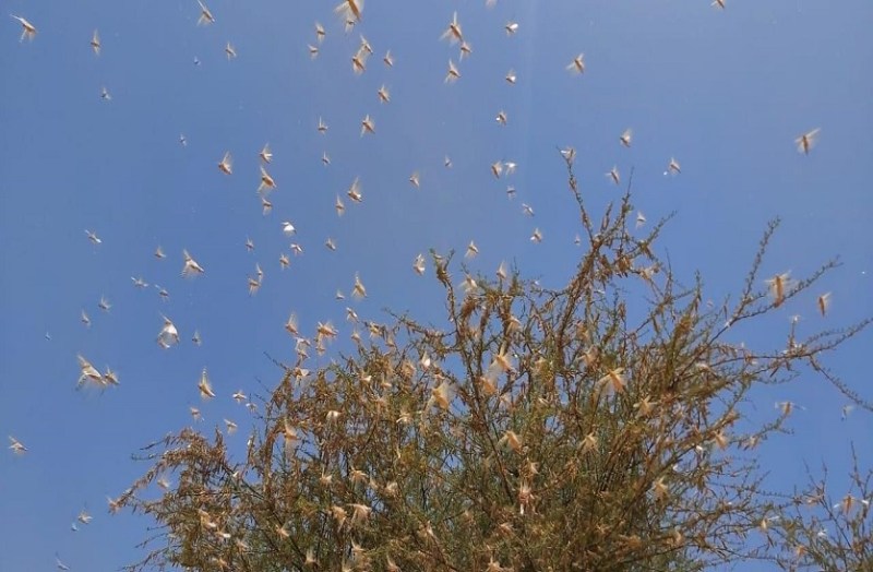 नागौर से सीकर होते हुए हरियाणा बॉर्डर पर पहुंचा टिड्डी दल