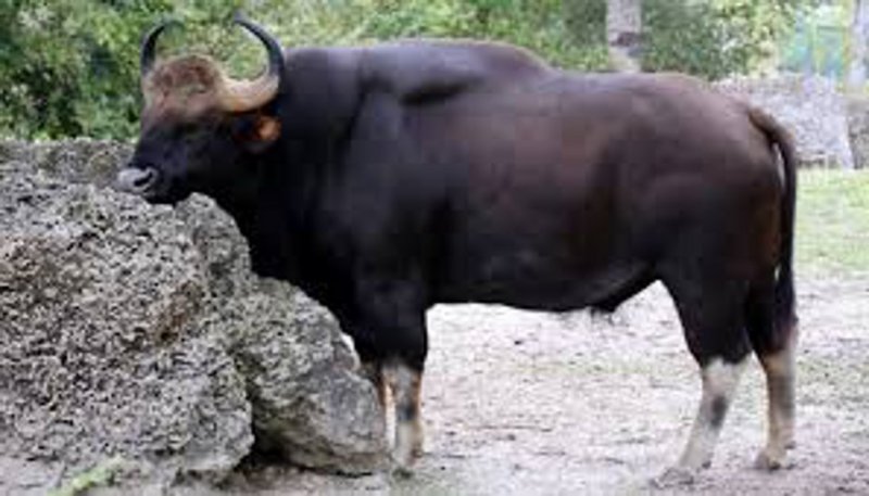 Video: जंगलों से निकलकर गांव में पहुंचा बॉयसन