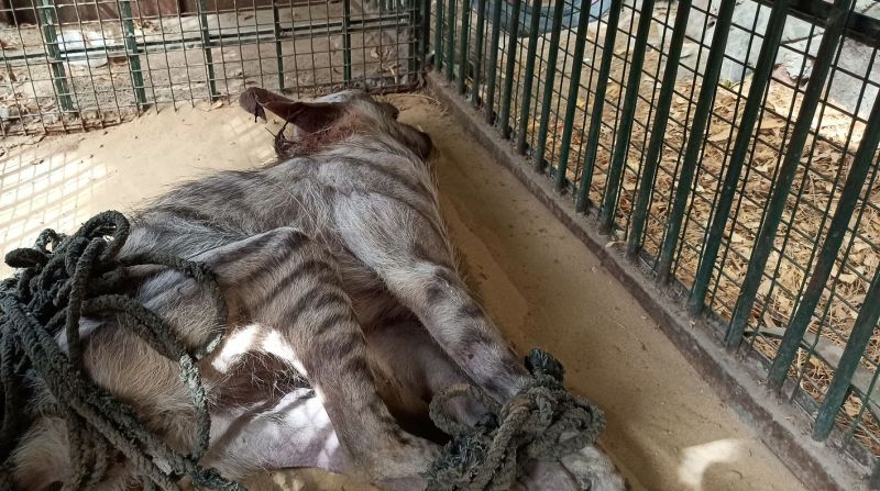 धोरीमन्ना में दिखा लकड़बग्घा, ग्रामीण ने इतना दौड़ाया की हो गई मौत