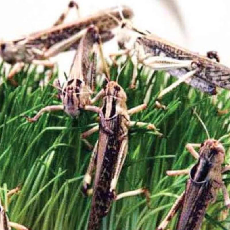 टिड्डा प्रकोप के महामारी से बचने के लिए किसानों को किया गया सावधान, करें यह उपाय