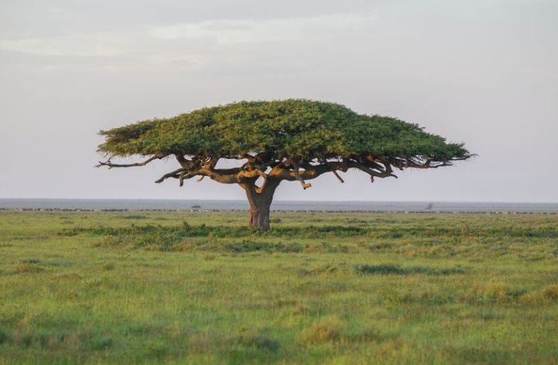 राजस्थान में दूसरी बार दिखा दुर्लभ प्रजाति का बबूल, पीली होती है इसकी छाल