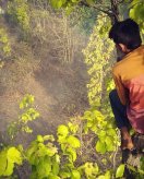 Suddenly four tigers surfaced in the forest, saved life by climbing trees