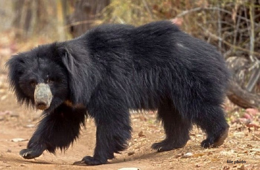 लॉक डाउन में बढ़ी वन्य जीवों की चहल कदमी, जंगल से निकल कर बाग में पहुंचा भालू