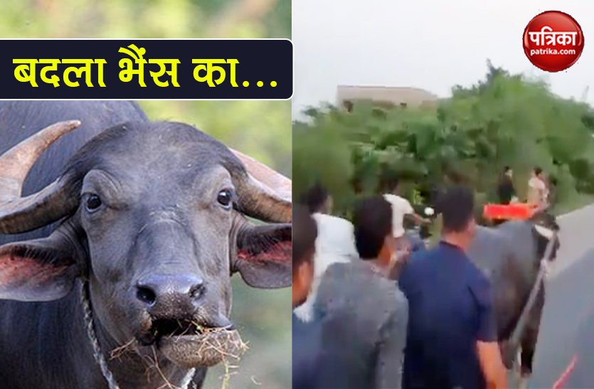 watch video revenge of buffalo during boys riding social media viral 