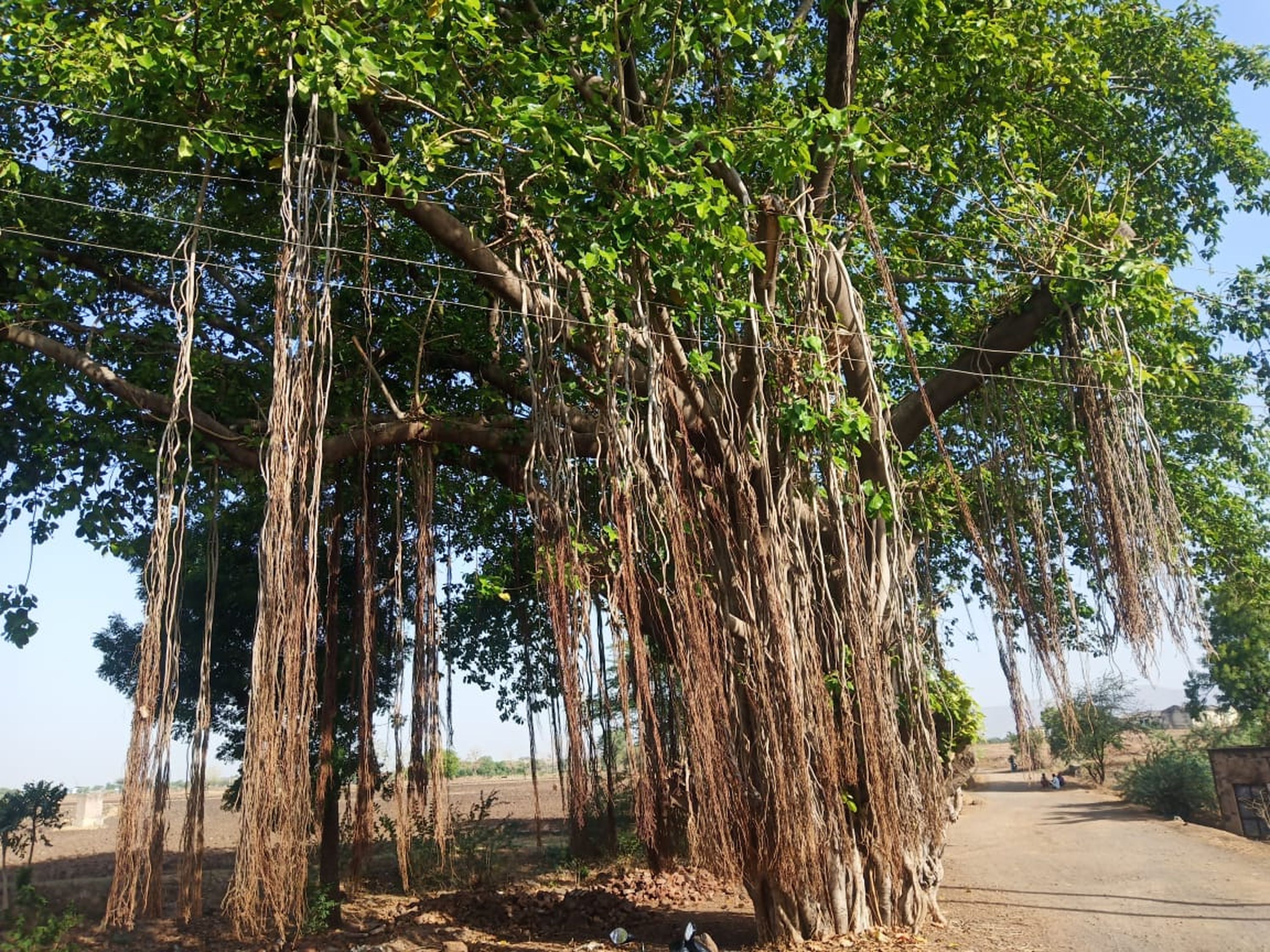  वर्षों पुराने  बरगद के पेड़ की जटाएं सदियों पुरानी