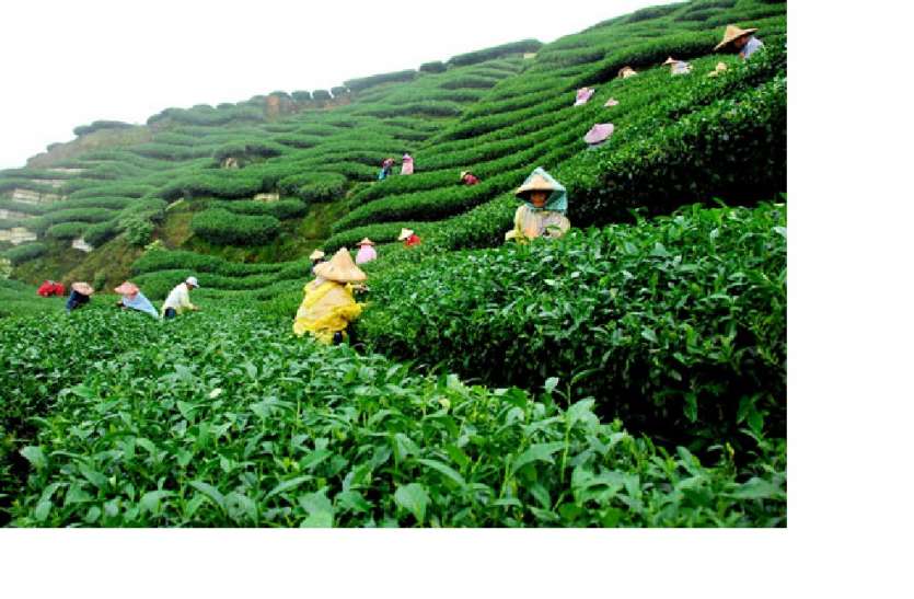 Lockdown effect: लॉकडाउन के कारण चाय की खपत में 70 मिलियन किलोग्राम से ज्यादा की गिरावट