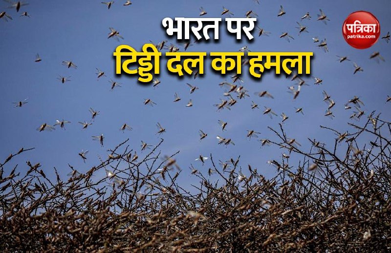 Locust attack: आतंकवाद से कम नहीं PAK की ओर से होने वाला टिड्डी हमला, भारत के लिए बना सिरदर्द