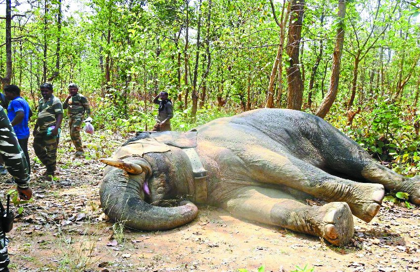 स्थानीय विशेषज्ञों के जरिए उपद्रवी हाथी को लगाया गया रेडियो कॉलर