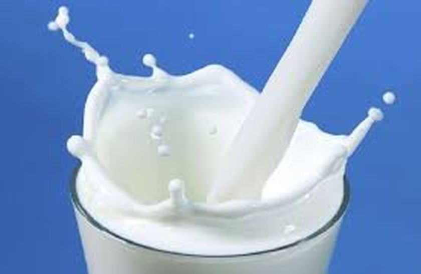 किसानों ने चार हजार लीटर दूध नाली में बहाया