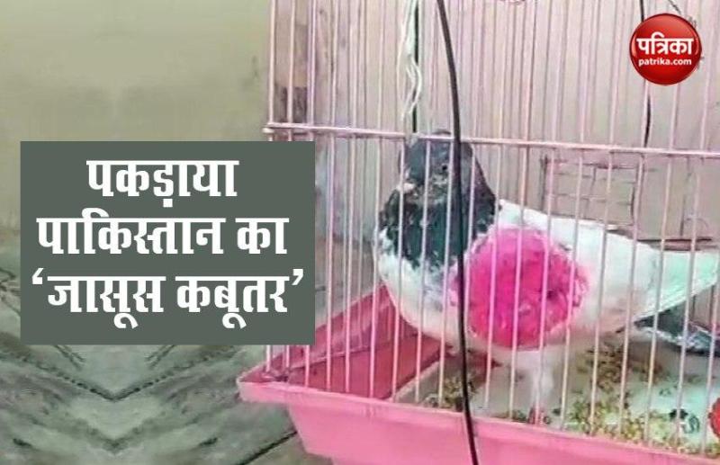 pakistani pigeon capture in LOC