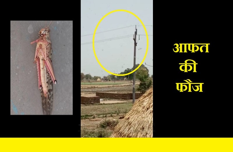 grasshopper group attack in gwalior district villages