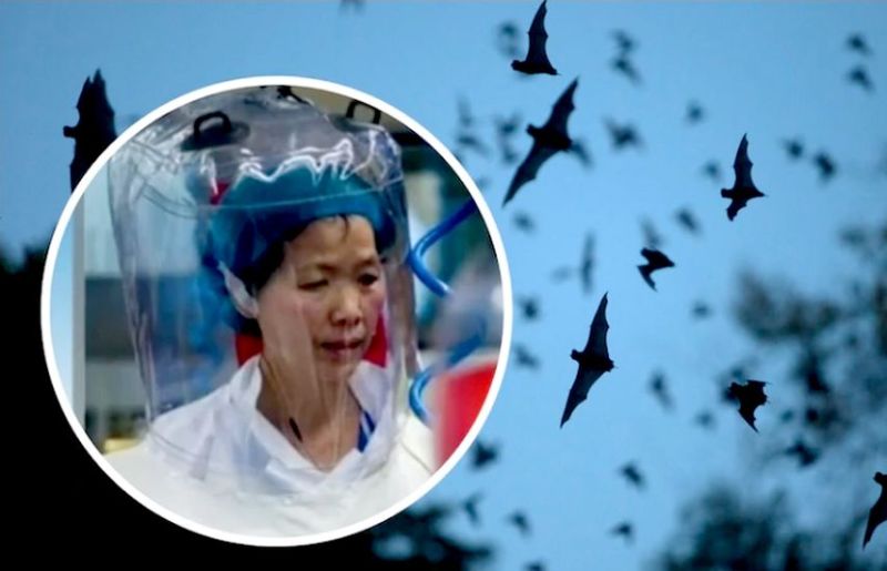 'बैट वुमन'