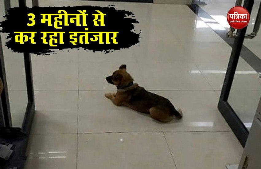 dog_waits_at_hospital_lobby_for_three_months_after_his_owner_dies_of_covid.jpg
