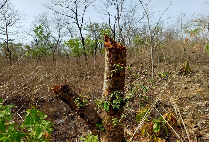 राजस्व अमले ने किया कलियासोत का निरीक्षण, बड़े पैमाने पर पेड़ों की कटाई के मिले सबूत