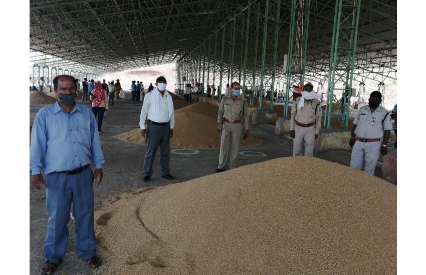 Grain auction started in Krishi Upaj Mandi Sihora