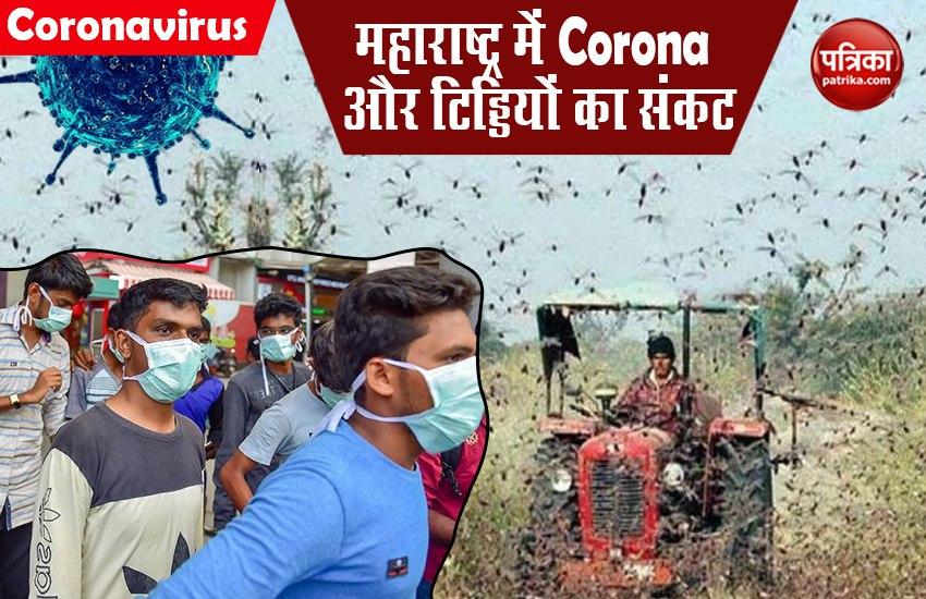Locusts invade Maharashtra alert in Mathura and Delhi as swarm expands area