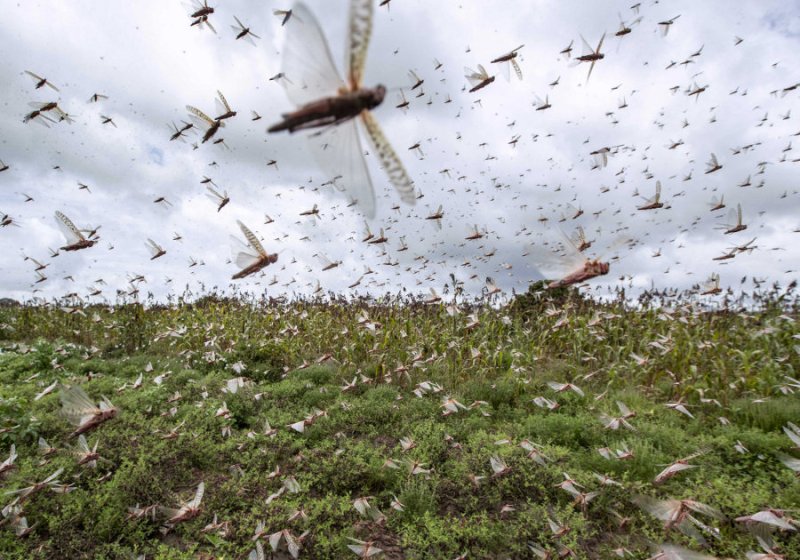 Locust swarm reached near Rewa, alerting farmers