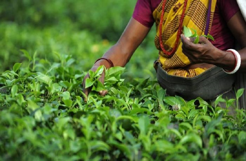 चाय के उत्पादन में 80 मिलियन किलो की गिरावट, कीमत में होगी वृद्धि