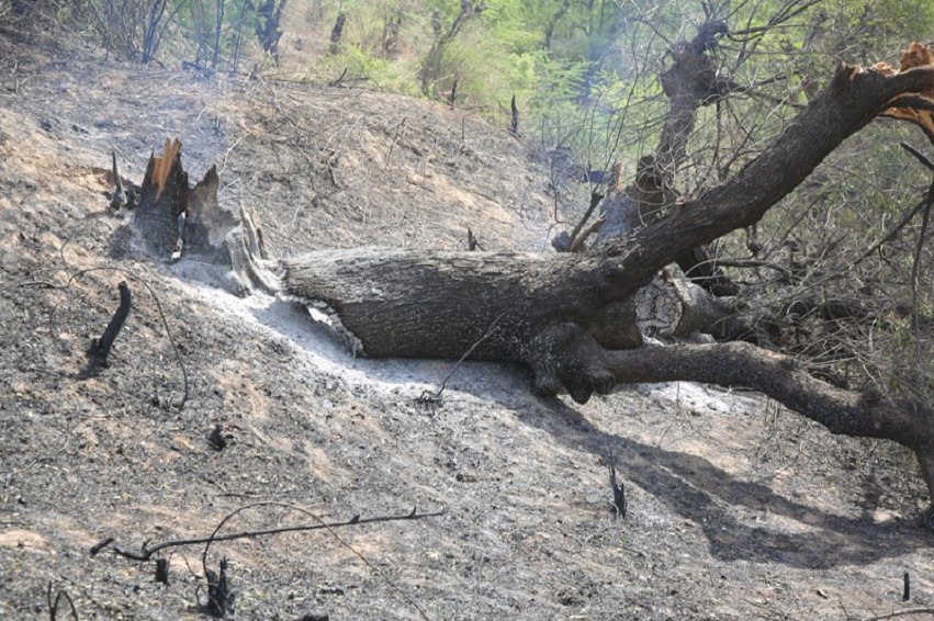trees burning behind the dm office