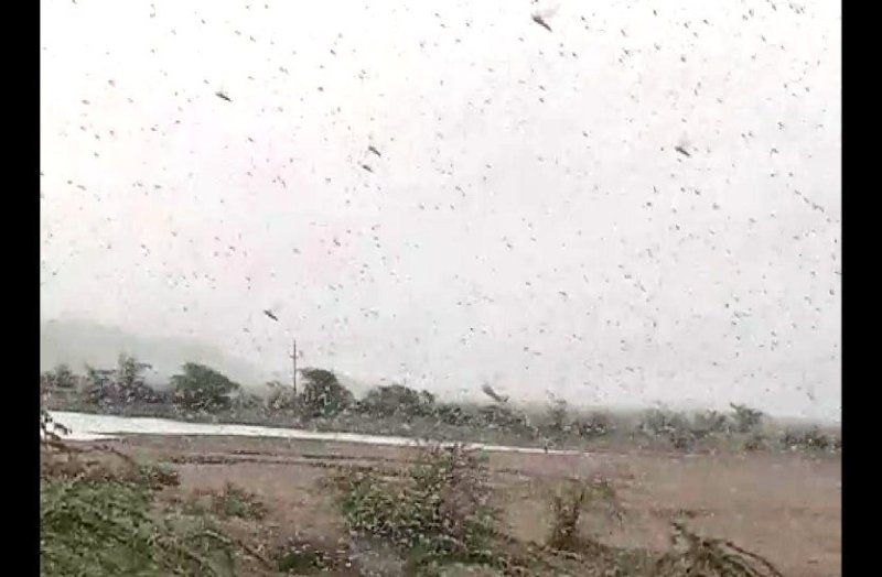 tiddi dal attack in gwalior district 