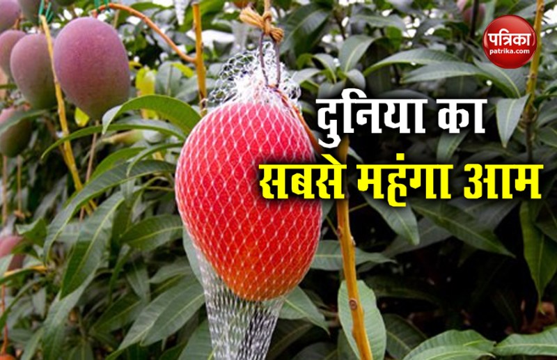 World's Most Expensive Mango