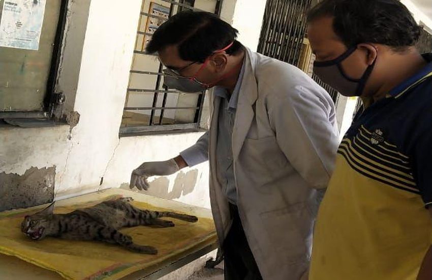 कार की टक्कर से बिल्ली घायल, कर्फ्यू में अस्पताल लेकर पहुंचे पशुप्रेमी