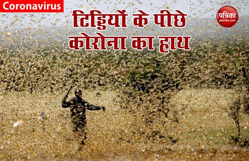 Corona virus behind locusts