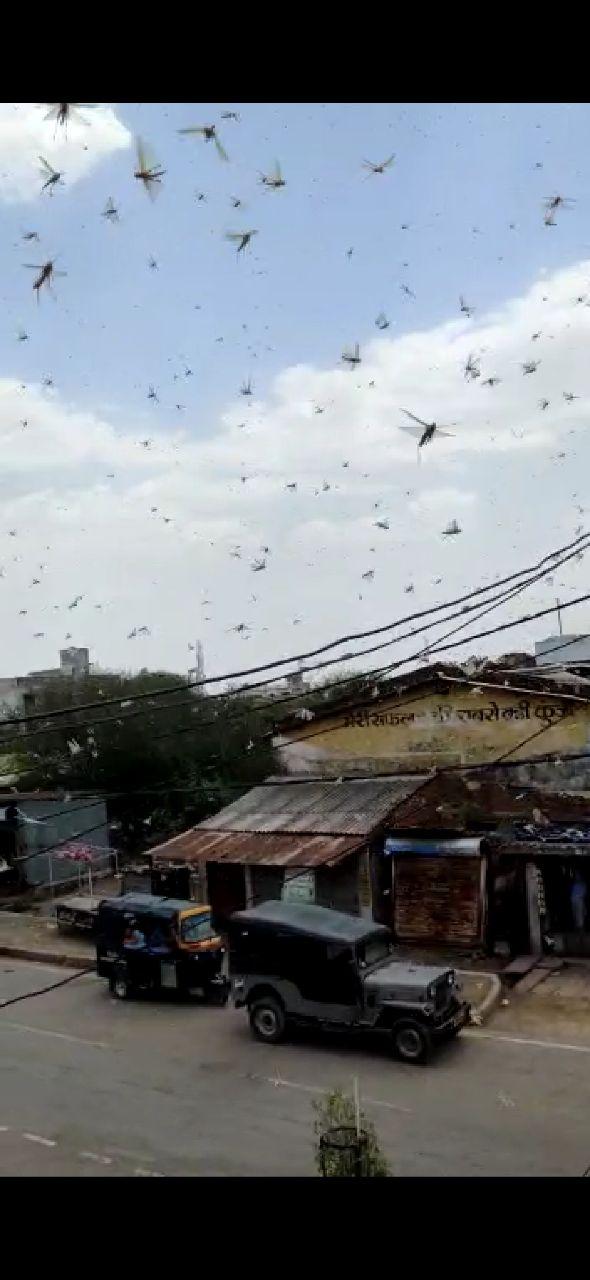 Locust enters in Satna via Panna