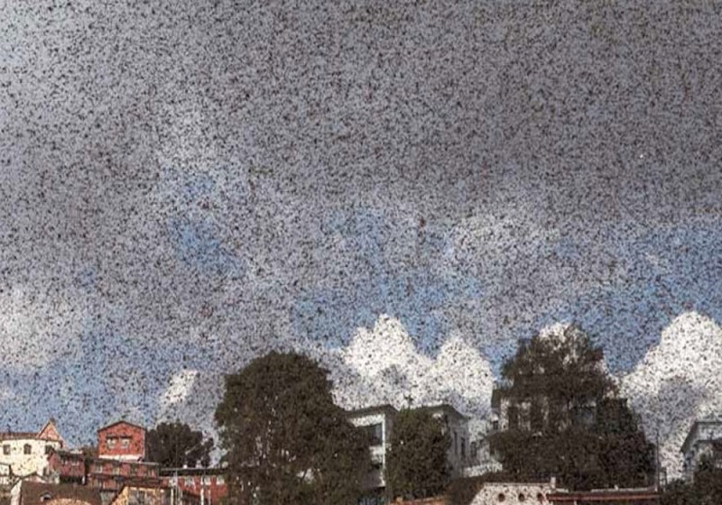 कोरोना वायरस के बाद अब टिड्डी दल का हमला, उत्तर प्रेदश के 10 जिला हाई अलर्ट पर