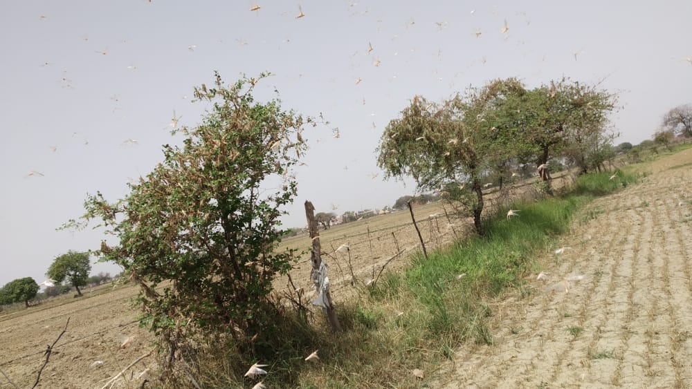 इंदरगढ़ व भांडेर के कई गांवों में पहुंचा टिड्डी दल  Locust group attacked vegetable crops, news in hindi, mp news, datia news