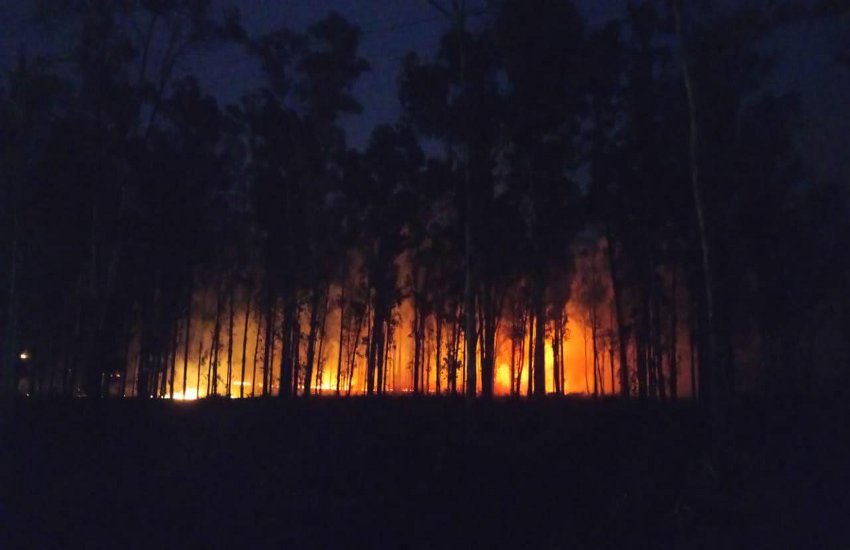 गांधीग्राम नर्सरी में लगी भीषण आग, कई पेड़ जले