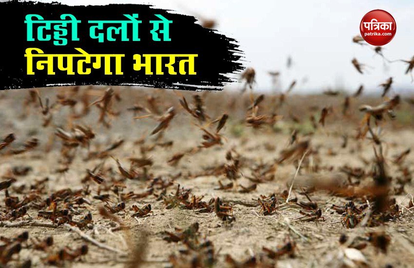 Locust Attack: टिड्डी दलों से सीमा के बाहर ही निपटेगा भारत, जानें क्या है सरकार का प्लान?